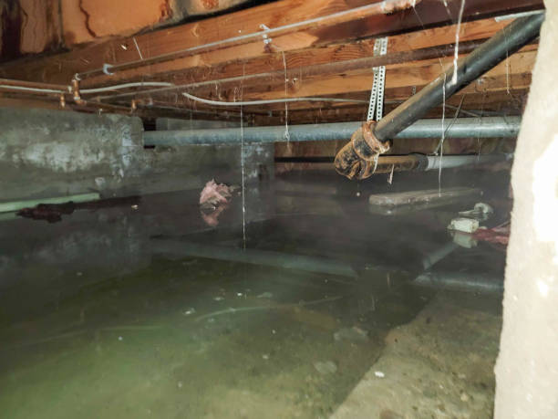 Best Water damage cleanup near me  in Lincoln, IL